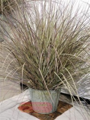 Bild von Gras dekorativ, in Zinkeimer  86cm, grün