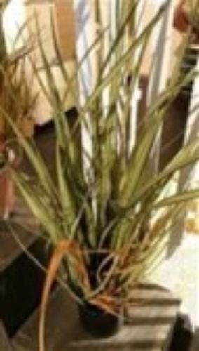 Bild von Schilf, zweifarbig  81cm, grün