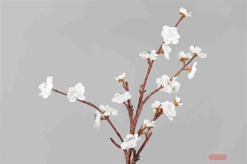 Bild von Zweig, mit Blüten L70cm, weiss