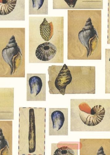 Bild von Bogen 70x 100cm, Salerno Muschel, natur
