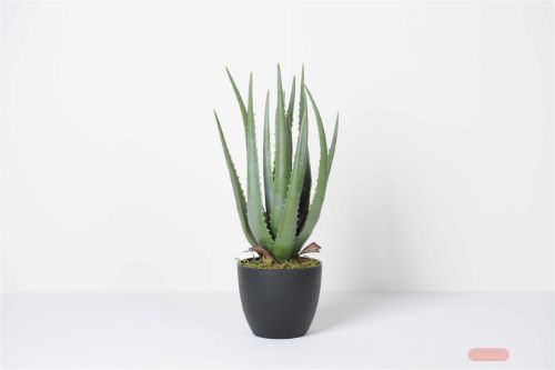 Bild von Zierpflanze, Aloe Vera - 45cm, grün