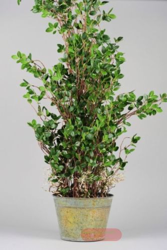 Bild von Zierpflanze, in Metalltopf Ø25x H120cm, grün