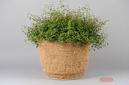 Bild von Korb, Cocus mit Tontopf - Ø45 x H16.5cm, natur