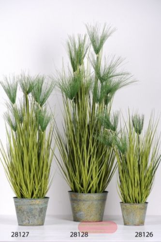 Bild von Zierpflanze, Papyrus in Zinkeimer H 70cm, grün