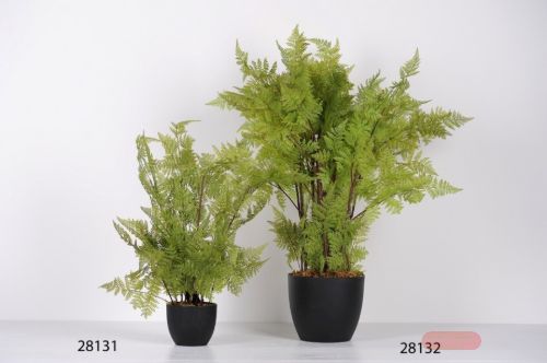 Bild von Zierpflanze, Green Fern H60cm, grün