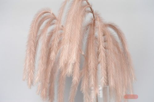 Bild von Feder, Belle Plume L125~185cm, brun rosé