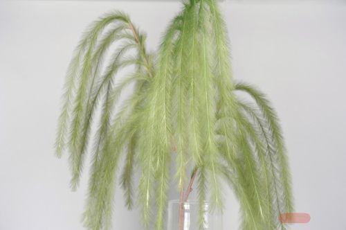 Bild von Feder, Belle Plume L125~185cm, verte