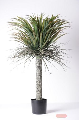 Bild von Zierpflanze, Yucca - H105cm, grün