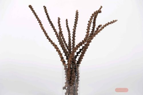 Bild von Bananenstiel, L35~40cm - VE10, dunkel