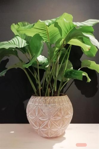 Bild von Blumentopf, Pachira Ø29.5x H24.5cm, natur