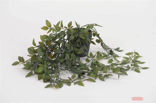 Bild von Pflanze, hängend - Tradescantia H65cm, grün