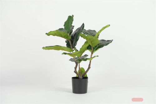Bild von Pflanze, im Topf - Ficus Lyrata H56cm, grün
