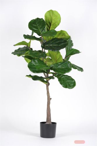 Bild von Pflanze, im Topf - Ficus Lyrata H110cm, grün