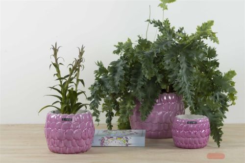 Bild von Blumentopf, Party Ø14x H11cm, pink