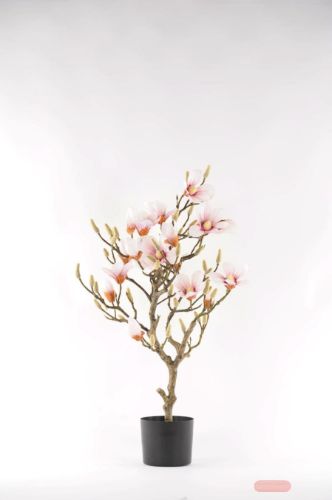 Bild von Magnolia, Baum im Topf H90cm, rosa/weiss