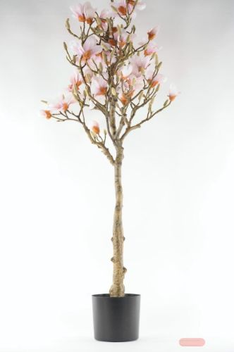 Bild von Magnolia, Baum im Topf H150cm, rosa/weiss