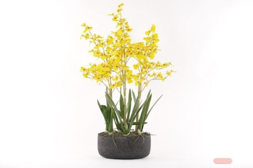 Bild von Oncidium, Orchidee mit Scholle H83cm, gelb