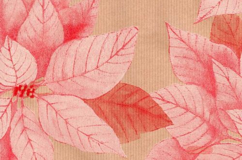 Bild von Blm-Papier,  75cm - Poinsettia, rosa-weiss